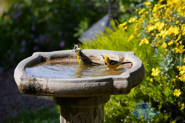 Hooded Oriole