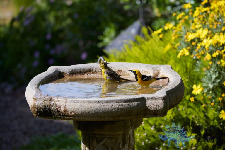 Hooded Oriole