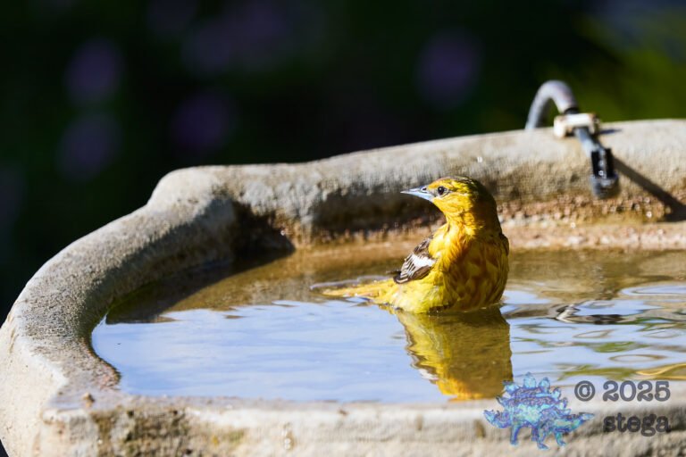 Bullock’s Oriole