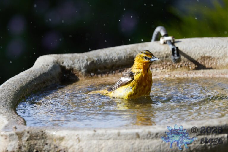 Bullock’s Oriole