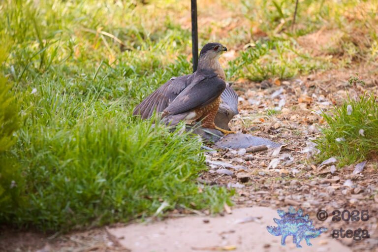 Cooper’s Hawk