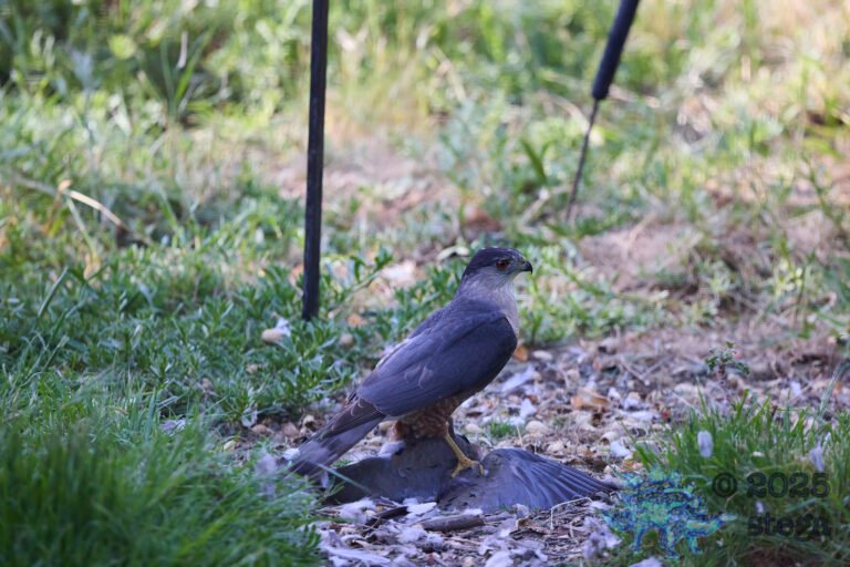 Cooper’s Hawk