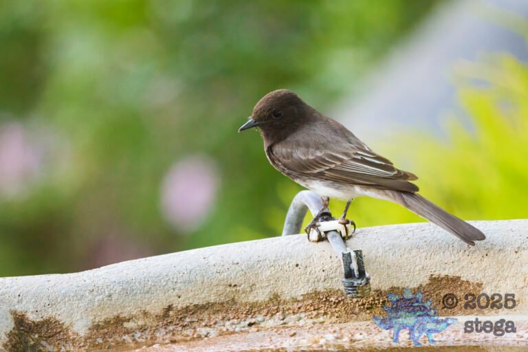Black Phoebe