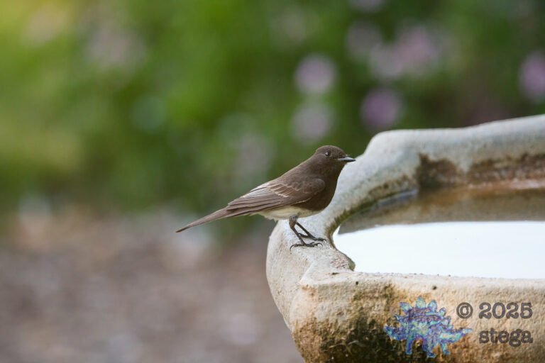 Black Phoebe