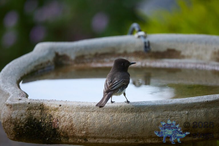 Black Phoebe