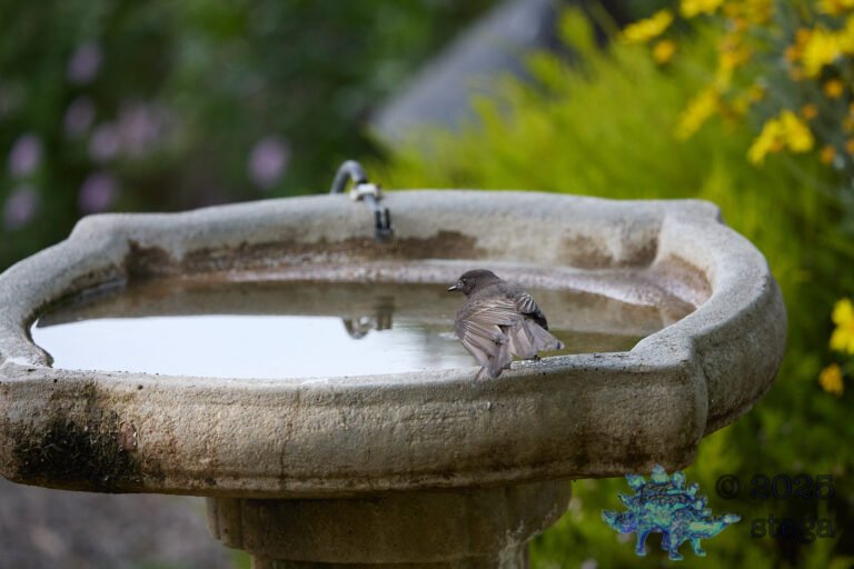 Black Phoebe