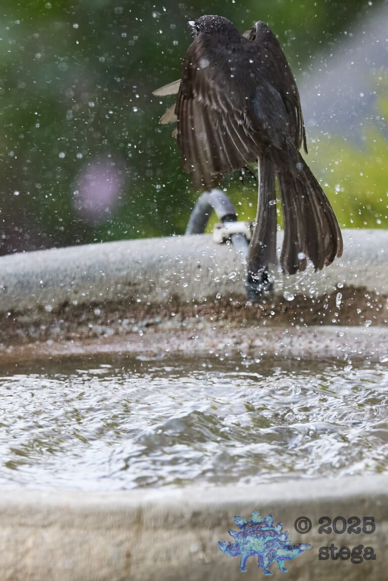 Black Phoebe
