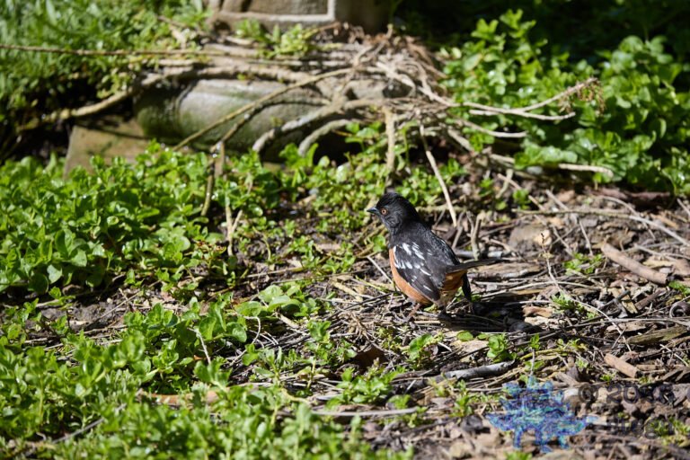 Spotted Towhee