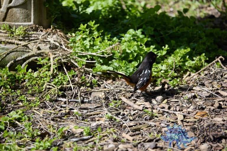Spotted Towhee