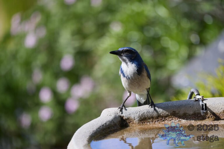 California Scrub Jay