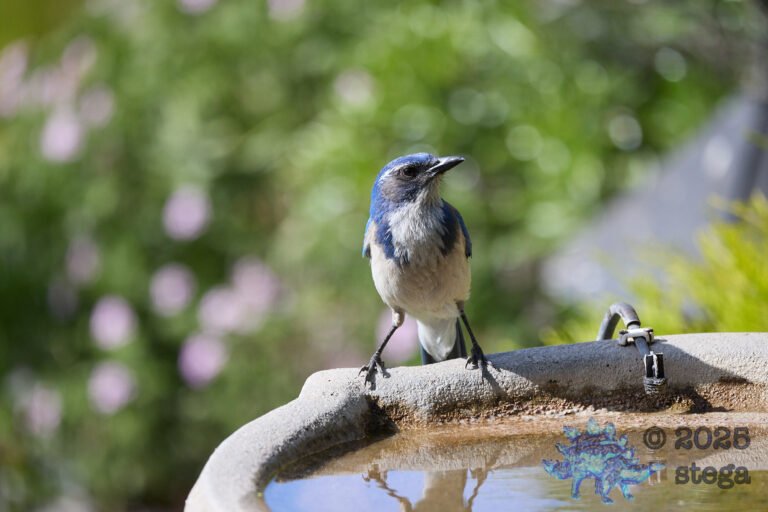 California Scrub Jay