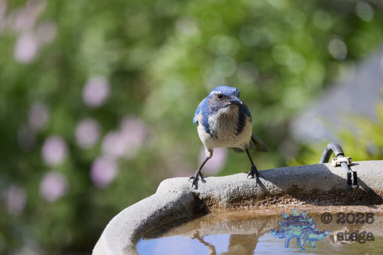 California Scrub Jay