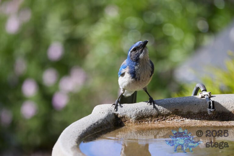 California Scrub Jay