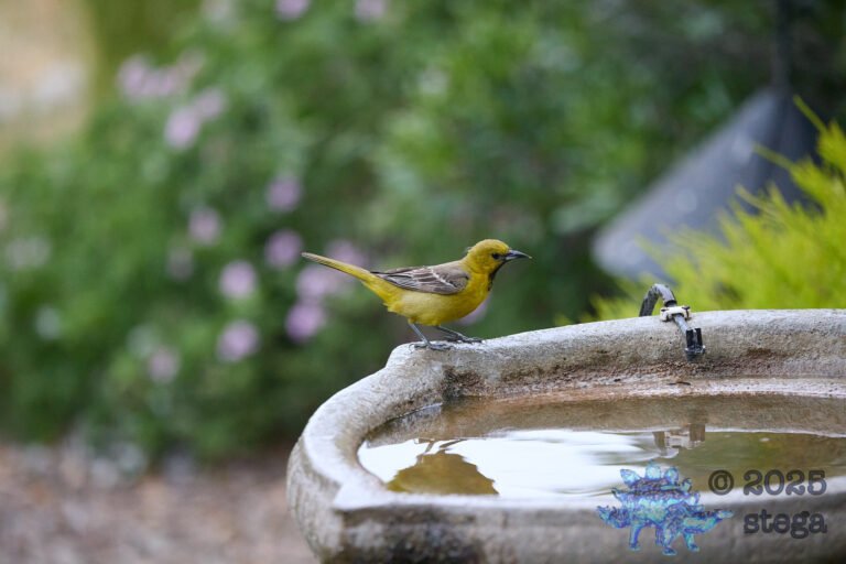 Hooded Oriole