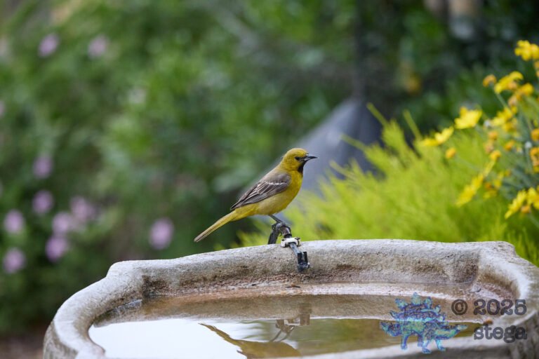 Hooded Oriole