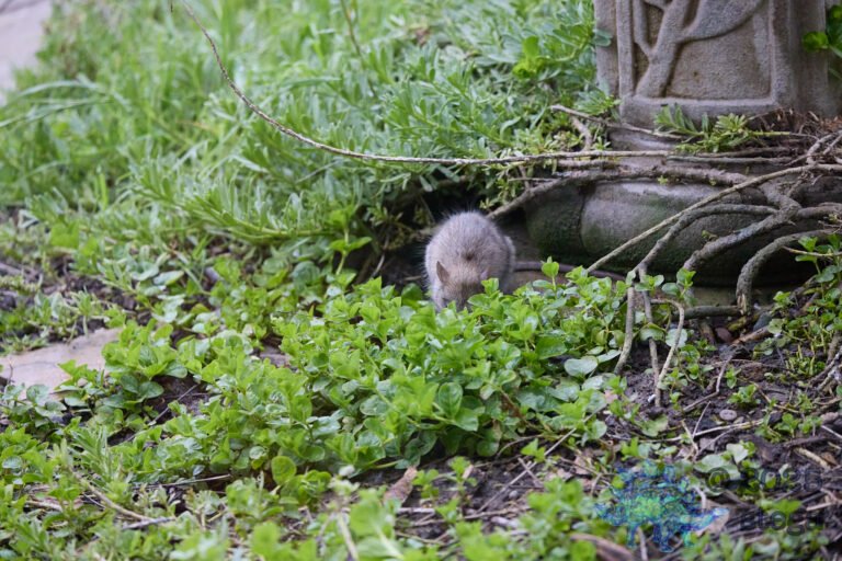 Rodent