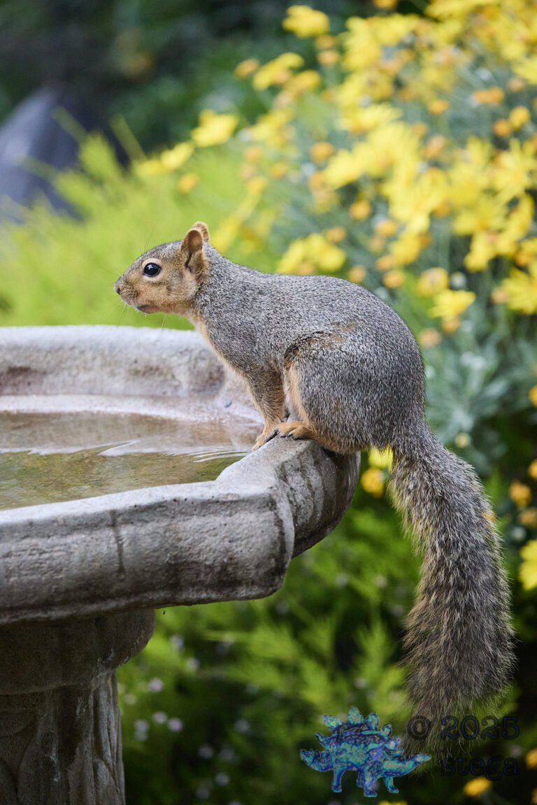Fox Squirrel