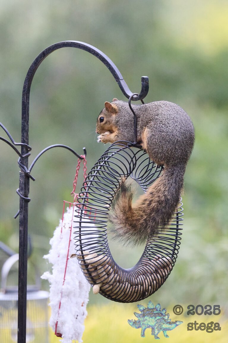 Fox Squirrel