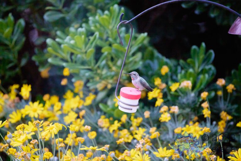 Anna’s Hummingbird