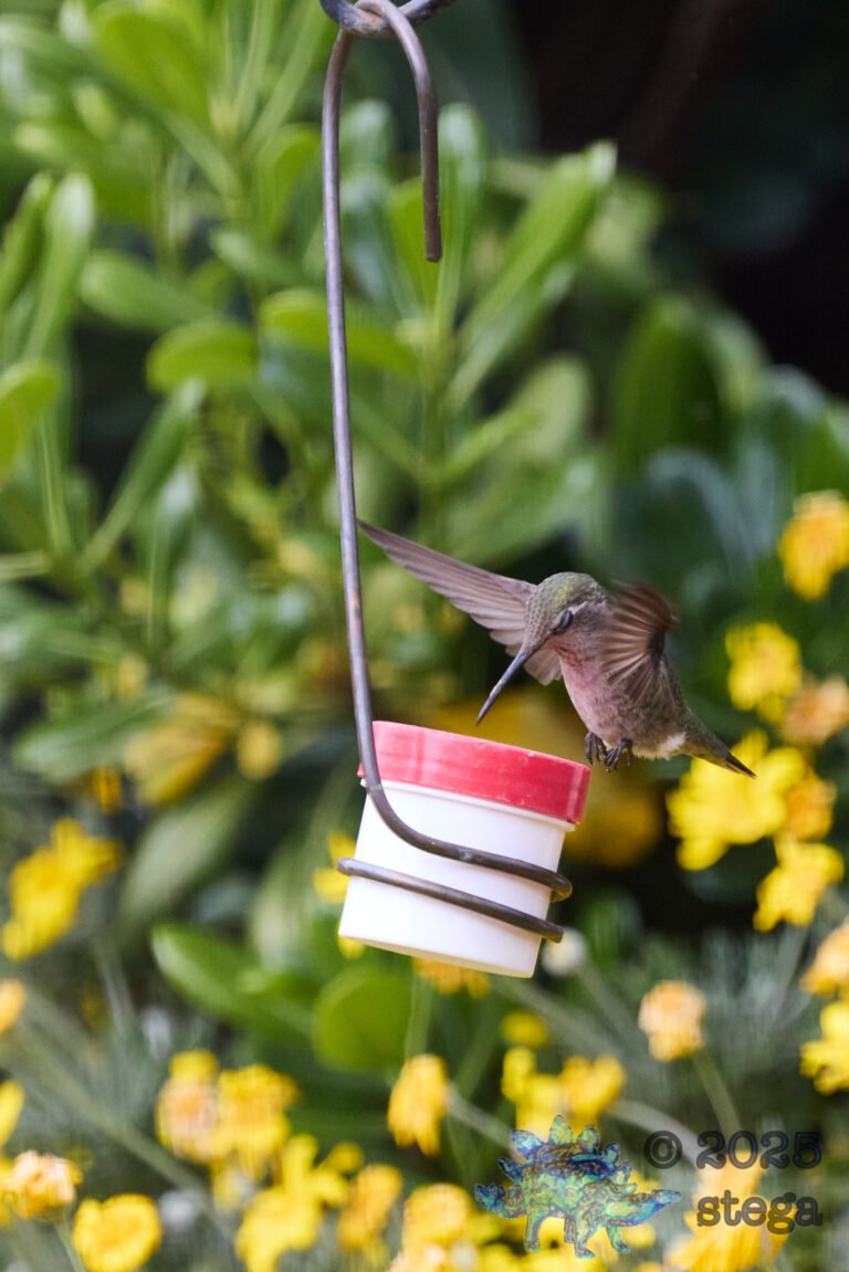 Anna’s Hummingbird