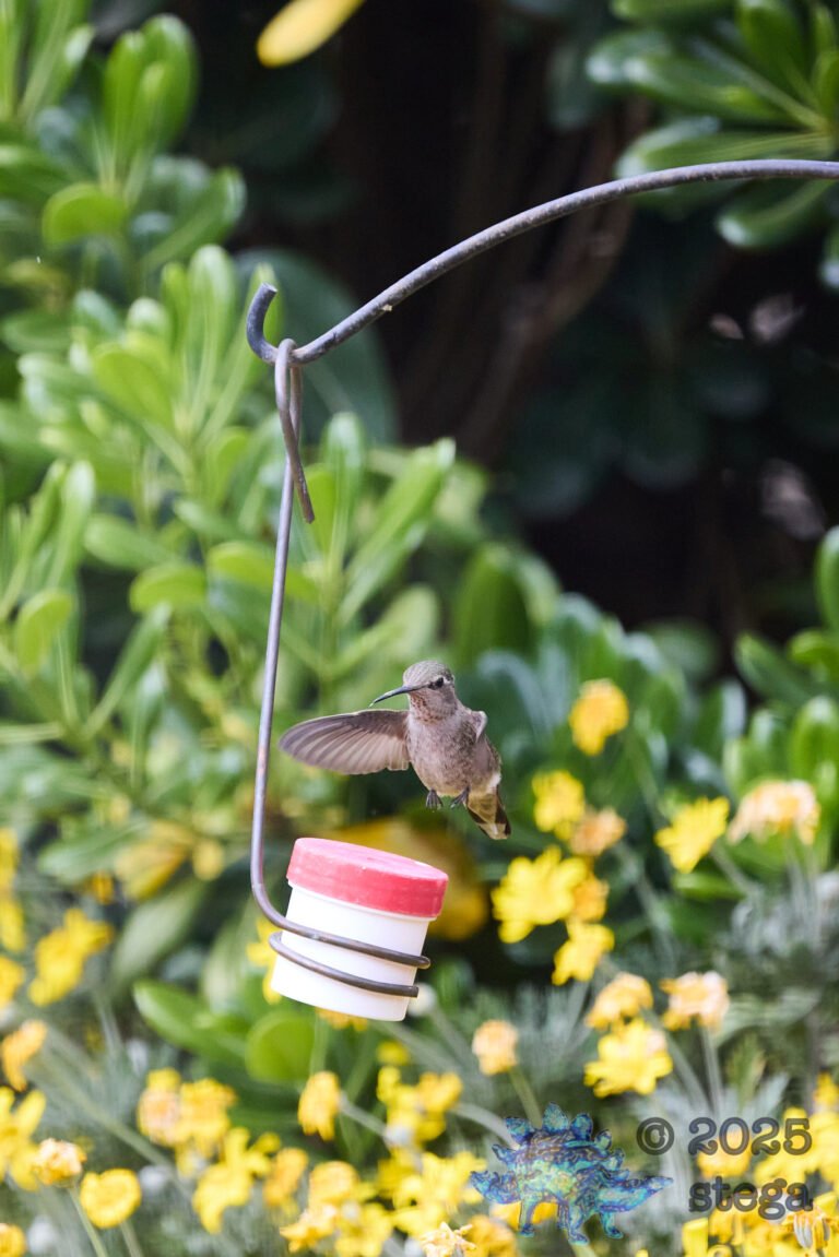 Anna’s Hummingbird