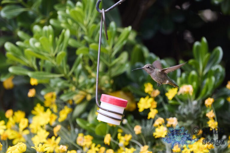 Anna’s Hummingbird