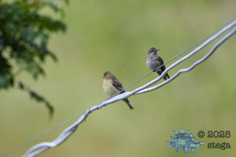 Anna’s Hummingbird, Lesser Goldfinch