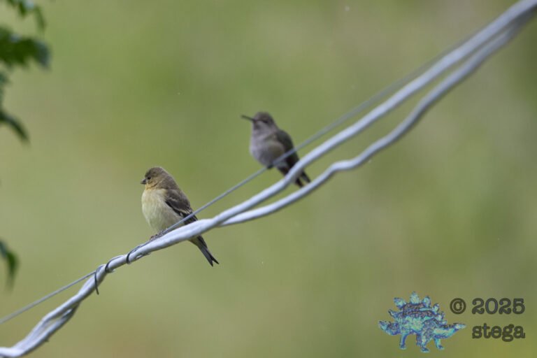 Anna’s Hummingbird, Lesser Goldfinch