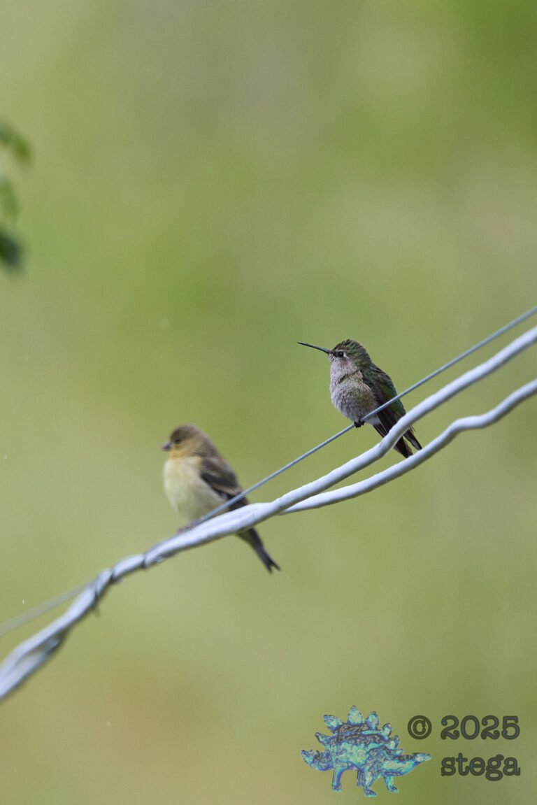 Anna’s Hummingbird, Lesser Goldfinch