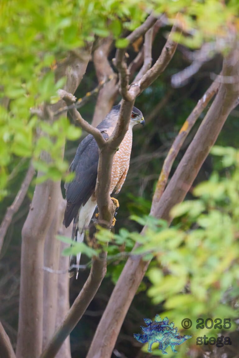 Cooper’s Hawk