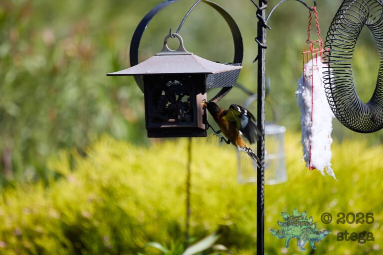 Black-headed Grosbeak