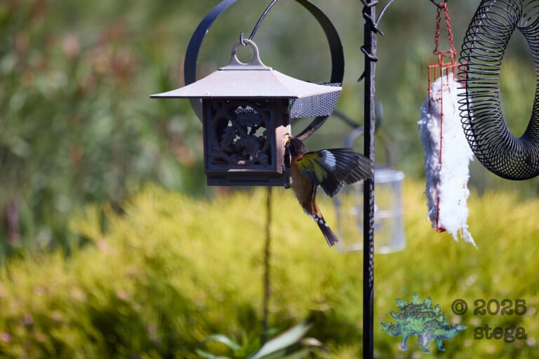 Black-headed Grosbeak