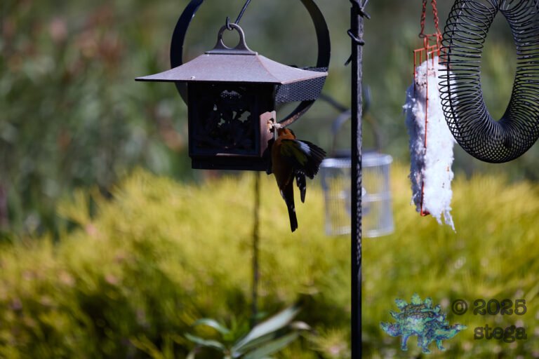 Black-headed Grosbeak