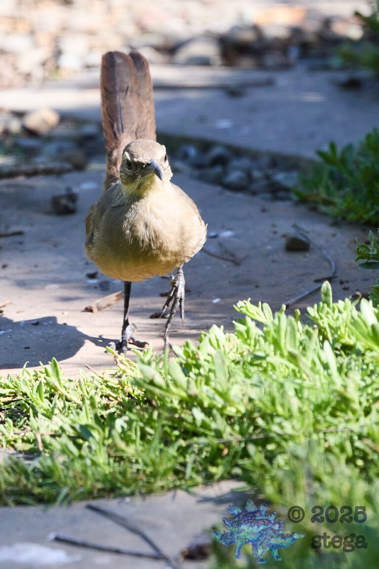 California Thrasher