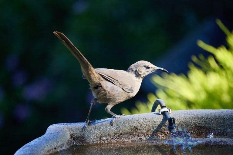 California Thrasher