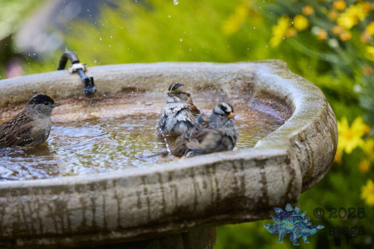 Gold-Crowned Sparrow, White-Crowned Sparrow, White-Throated Sparrow