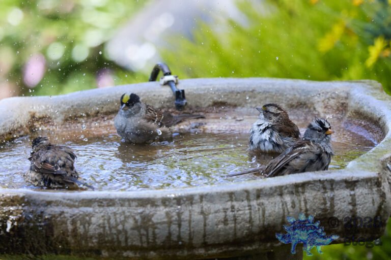 Gold-Crowned Sparrow, White-Crowned Sparrow, White-Throated Sparrow