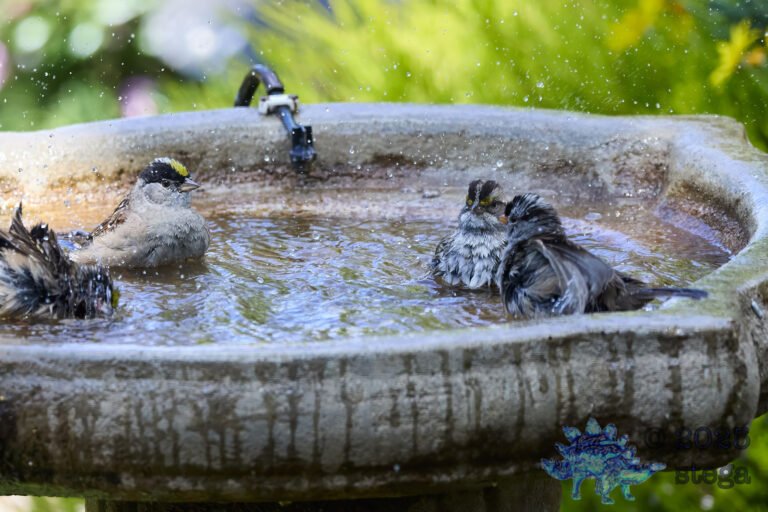 Gold-Crowned Sparrow, White-Crowned Sparrow, White-Throated Sparrow