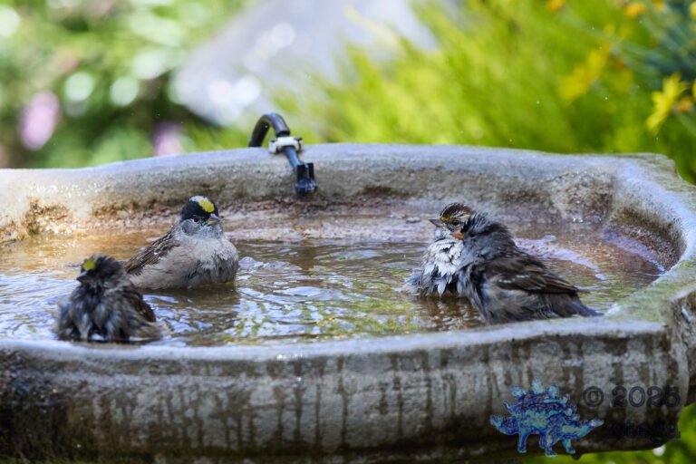 Gold-Crowned Sparrow, White-Crowned Sparrow, White-Throated Sparrow