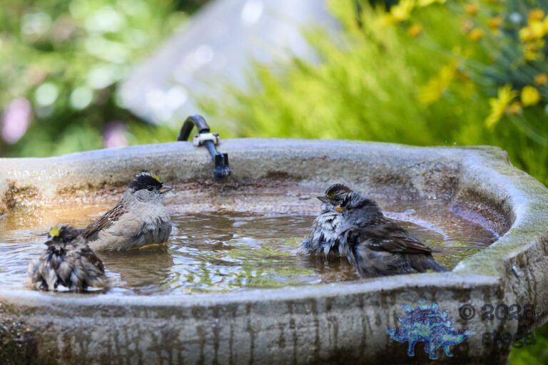 Gold-Crowned Sparrow, White-Crowned Sparrow, White-Throated Sparrow