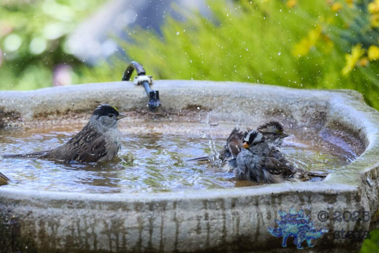 Gold-Crowned Sparrow, White-Crowned Sparrow, White-Throated Sparrow