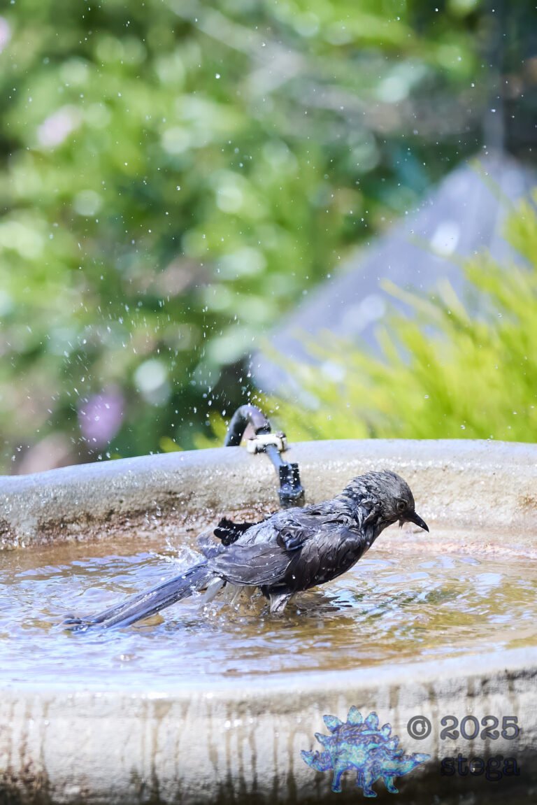 Northern Mockingbird