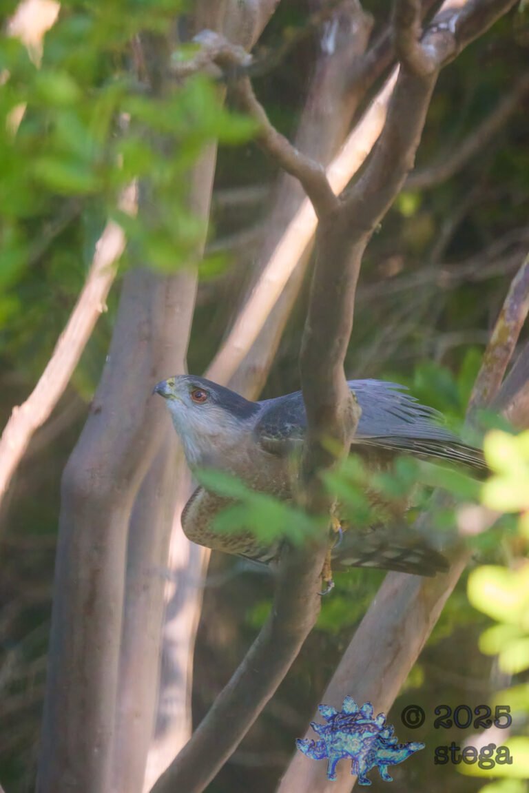 Cooper’s Hawk