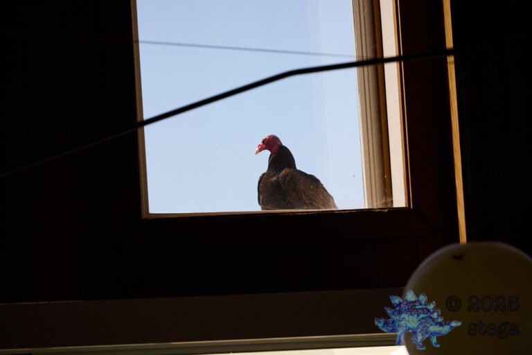 Turkey Vulture