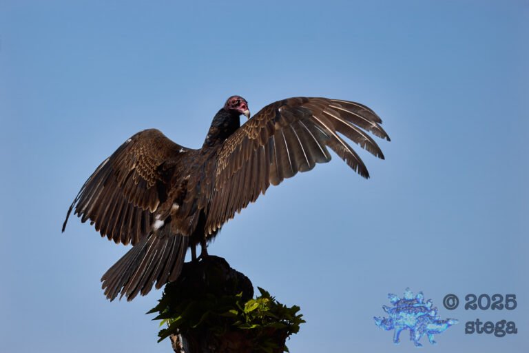 Turkey Vulture