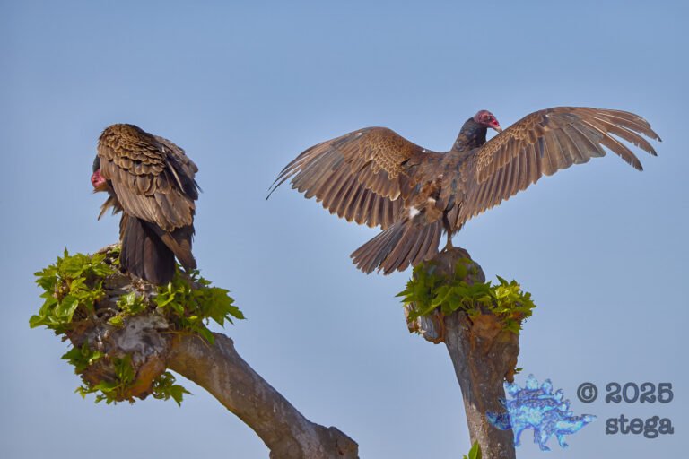 Turkey Vulture