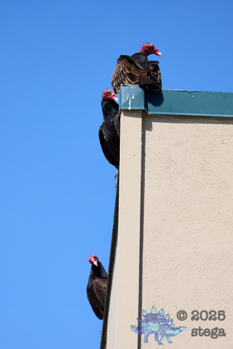 Turkey Vulture