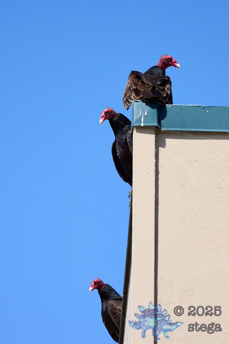 Turkey Vulture