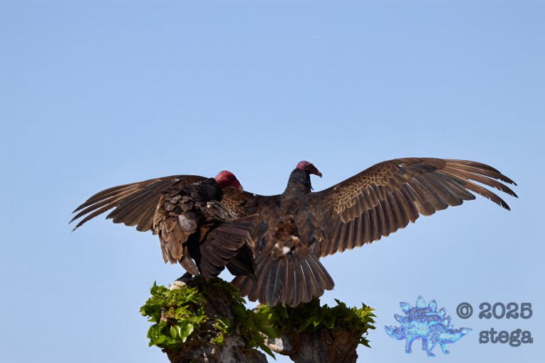 Turkey Vulture