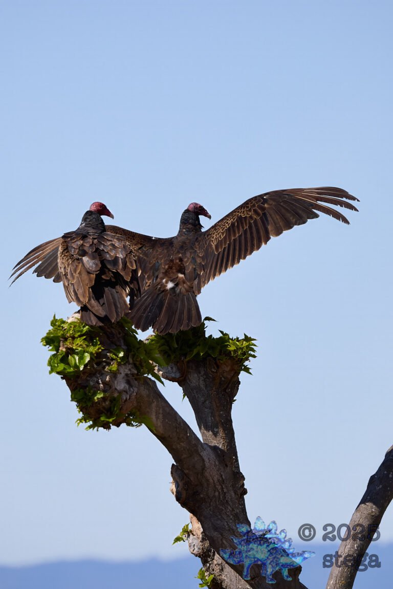 Turkey Vulture